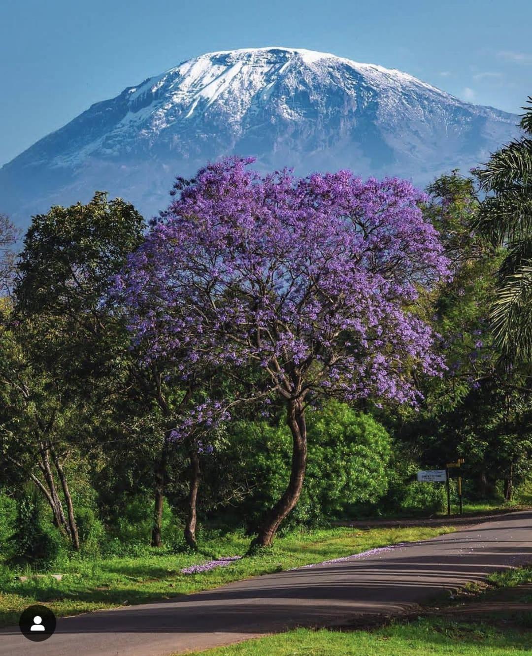 Walk With Us Africa Bed and Breakfast Moshi Exteriör bild